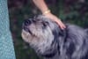 dog training | Fresno, Clovis, Chowchilla, Madera, Visalia, Tulare, Hanford