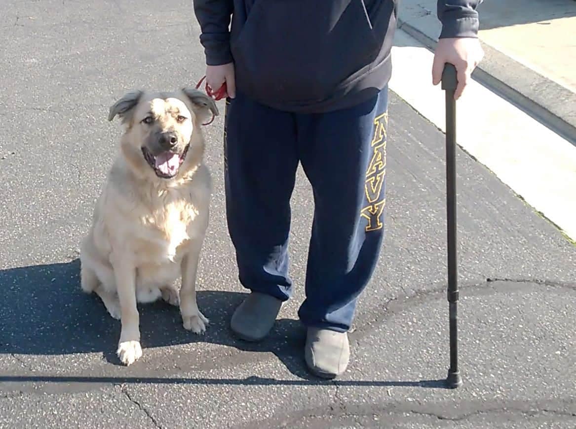 Dog Training For A Disabled Dog Owner Best In‑home Dog Training