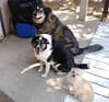 Dog Training Classes | Fresno, Clovis, Chowchilla, Madera, Visalia, Tulare, Hanford