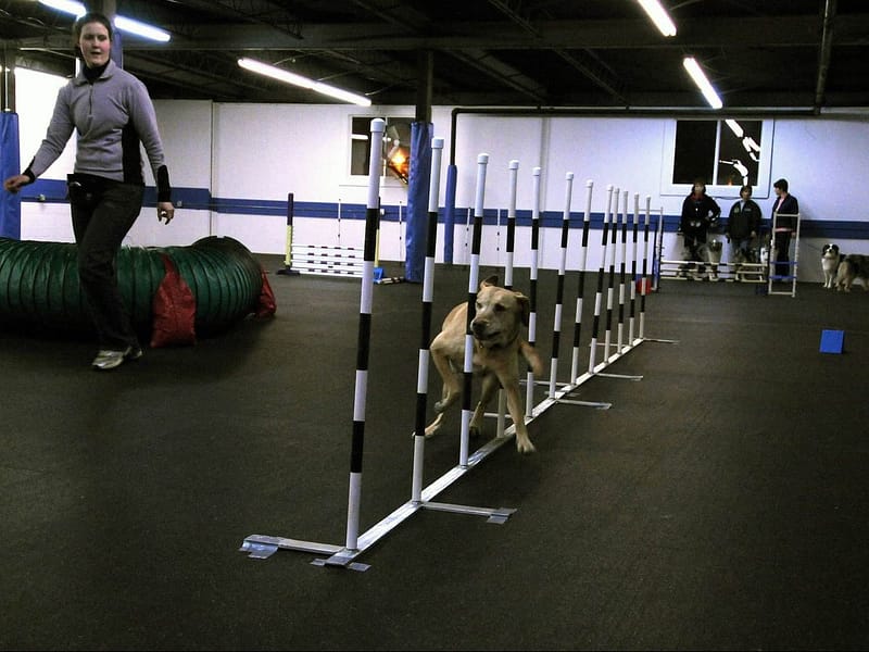 dog training near me | Fresno, Clovis, Chowchilla, Madera, Visalia, Tulare, Hanford