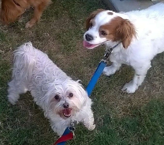 Are Treats The Best Approach In Dog Training Classes? Best In‑home