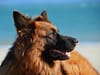 dog training | Fresno, Clovis, Chowchilla, Madera, Visalia, Tulare, Hanford