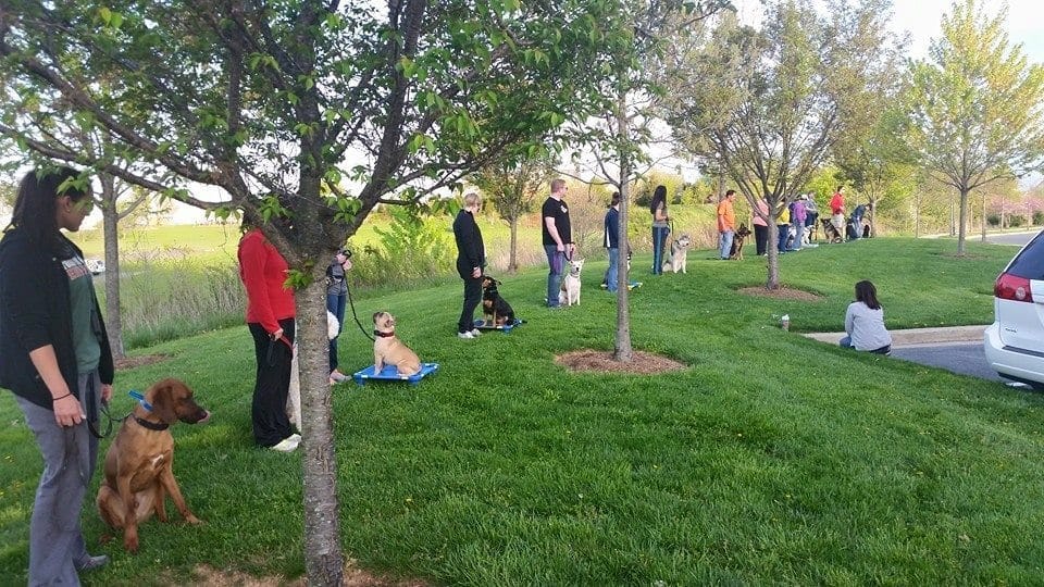 Dog Training Classes For Their People Best In‑home Dog Training