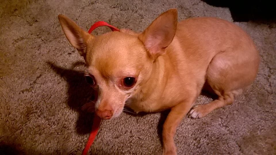 Best Dog Training In The Valley Best In‑home Dog Training Fresno