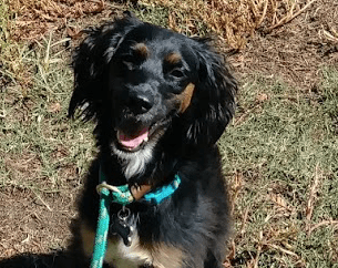Dog Training Leash | Fresno, Clovis, Chowchilla, Madera, Visalia, Tulare, Hanford